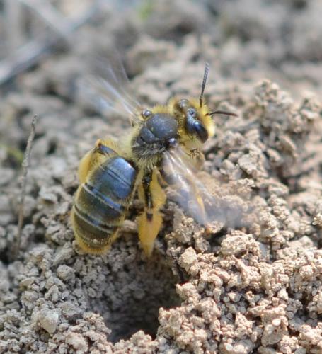 Andrena (livens-nigroolivacea)